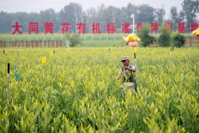 Villagers are picking daylilies in the Datong daylily organic standardized planting base in Tangjiapu Village, Yunzhou District.